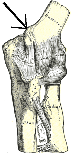 Medial epicondyle of the humerus - Wikipedia
