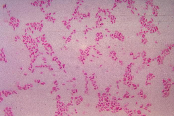 Bacteroidota — Wikipédia