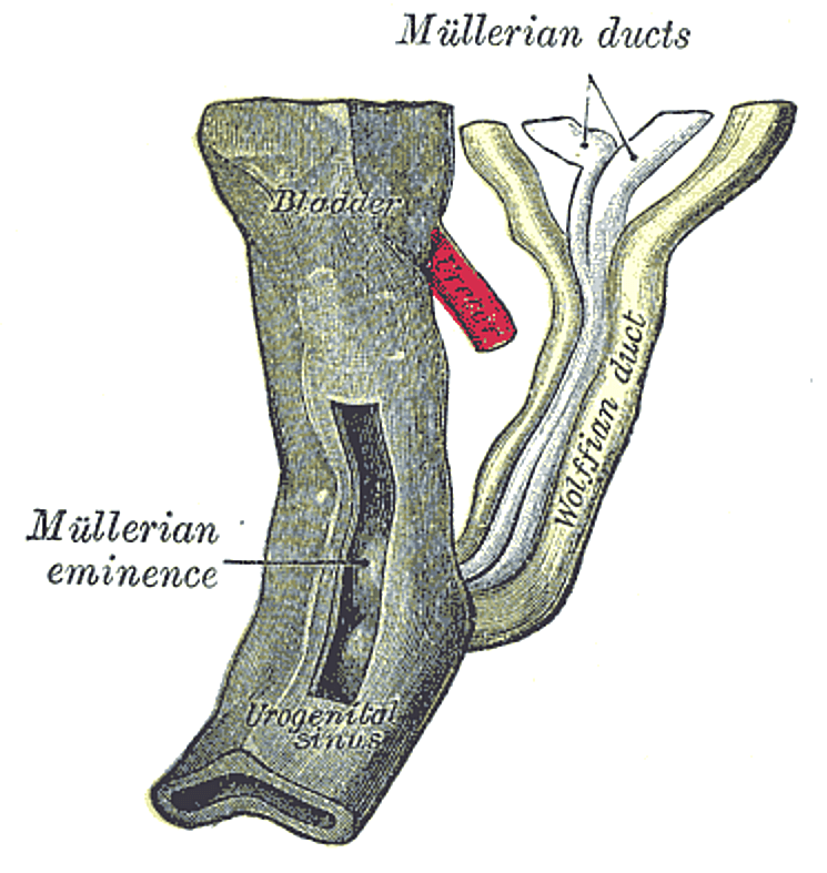Mesonephric duct - Wikipedia