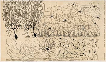 Théorie du neurone — Wikipédia