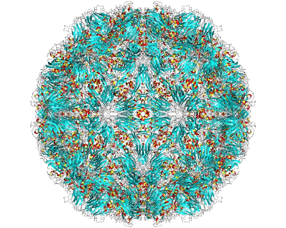 Rhinovirus — Wikipédia