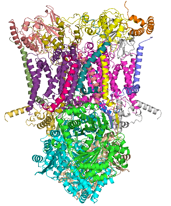 Coenzyme Q – cytochrome c reductase - Wikipedia