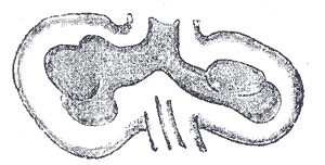 Lung bud - Wikipedia