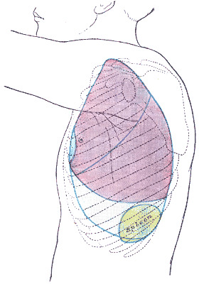 Asplénie — Wikipédia
