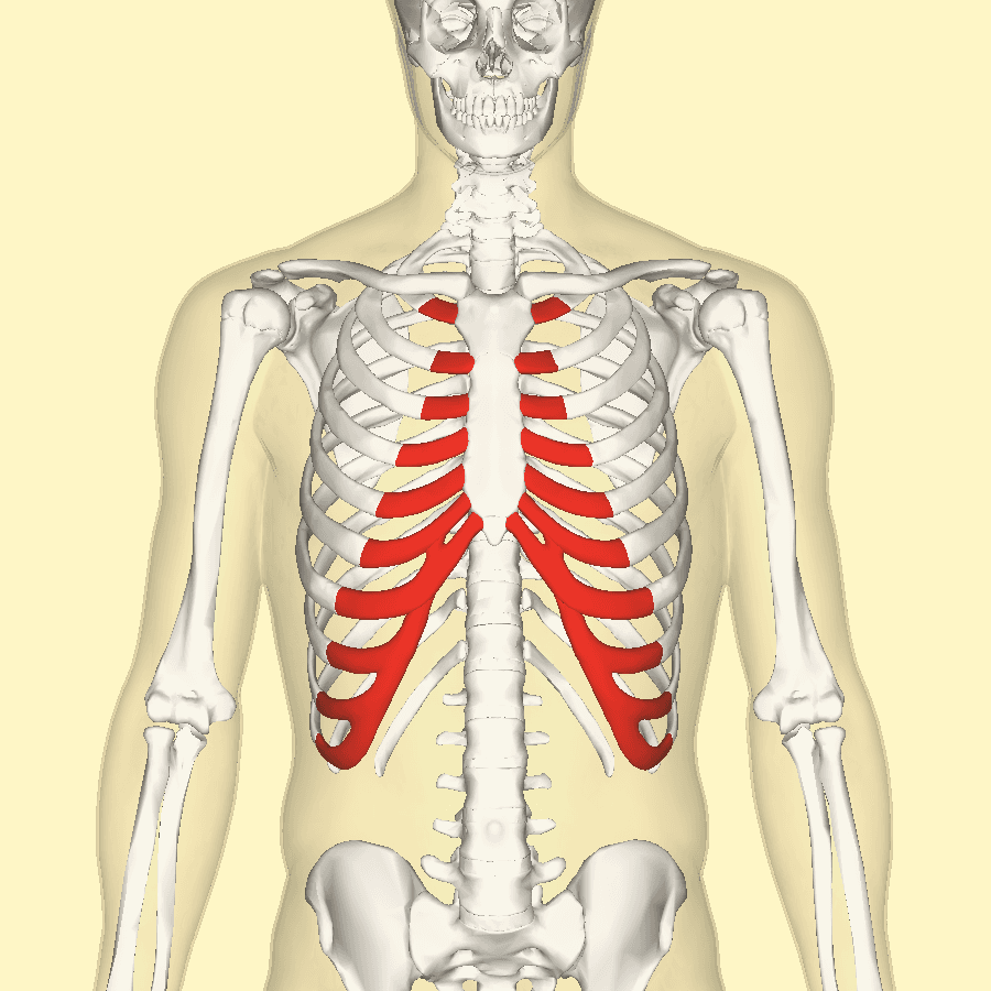 Costal cartilage - Wikipedia