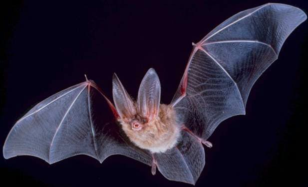 Bat - Wikipedia
