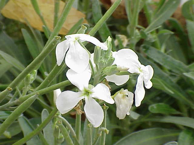 Brassicaceae — Wikipédia