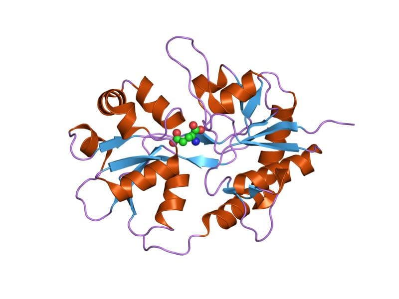 Ionotropic glutamate receptor - Wikipedia