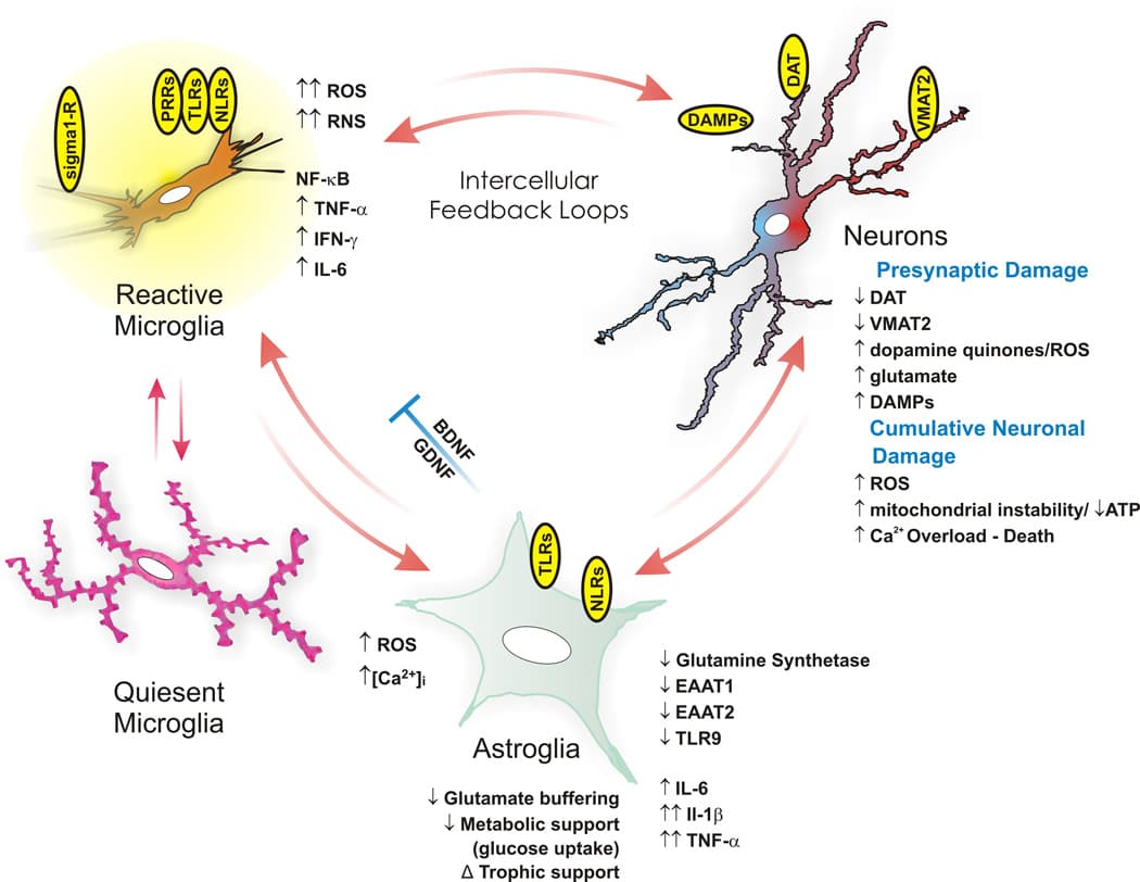 Neuroimmune system - Wikipedia