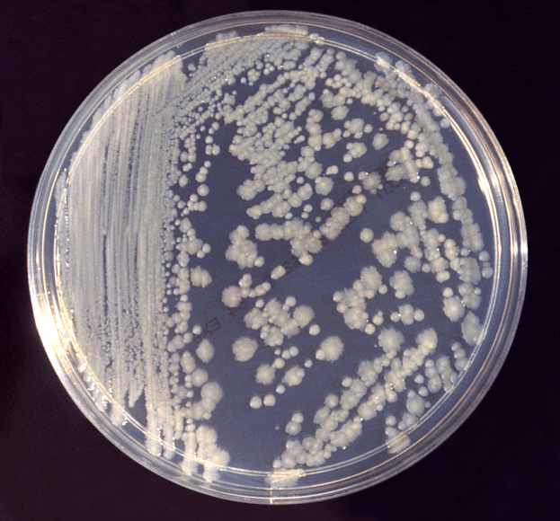 Enterobacter - Wikipedia