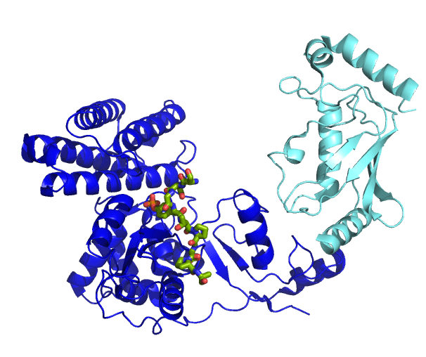 Ubiquitin ligase - Wikipedia
