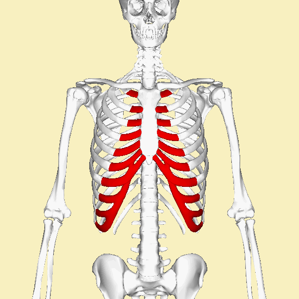 Cartilage costal — Wikipédia