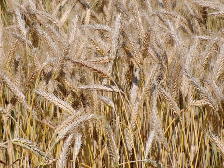 Triticale - Wikipedia