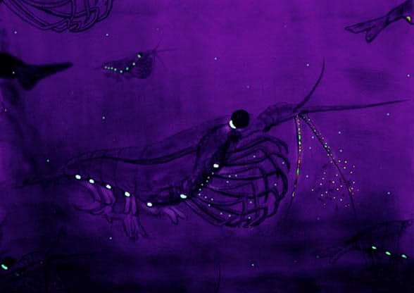 Bioluminescence — Wikipédia