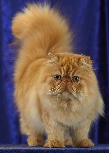 Persian cat - Wikipedia