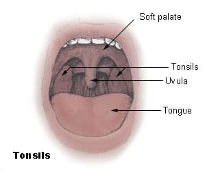Tonsil - Wikipedia