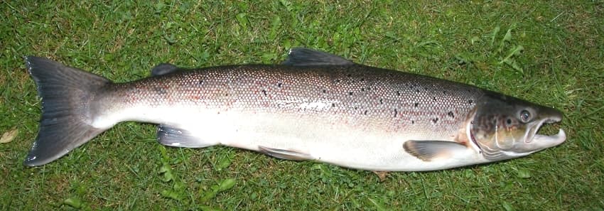 Saumon atlantique — Wikipédia