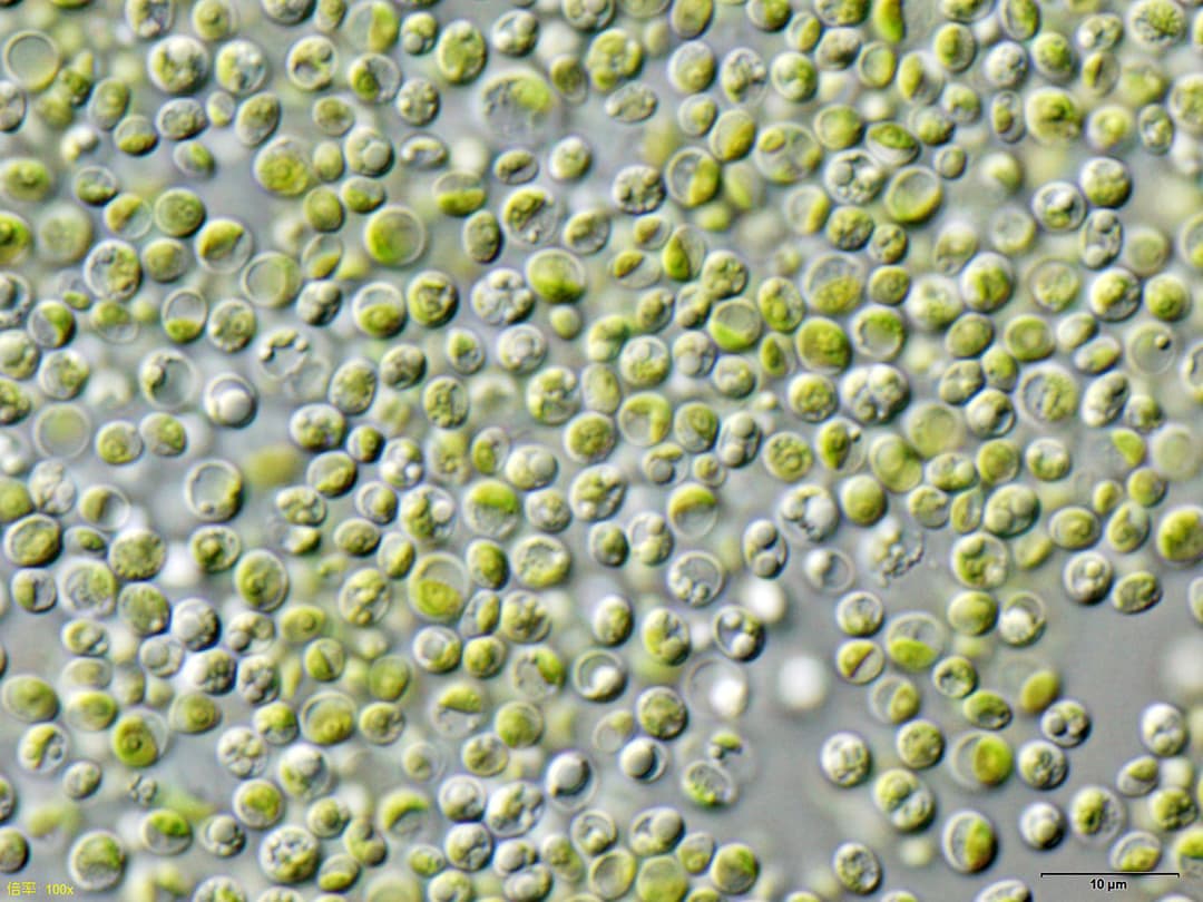 Chlorella - Wikipedia