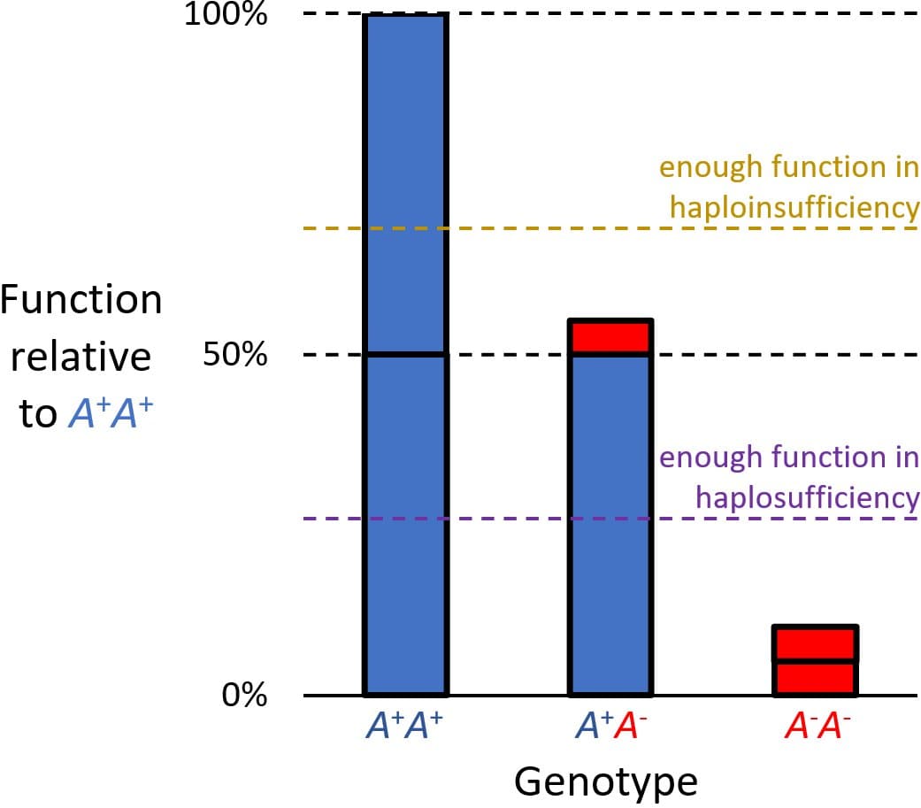 Haploinsufficiency - Wikipedia