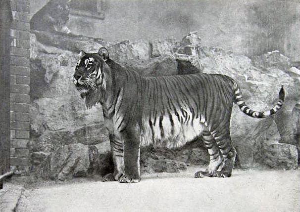 Caspian tiger - Wikipedia