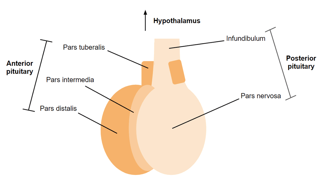 Anterior pituitary - Wikipedia