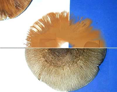 Spore print - Wikipedia