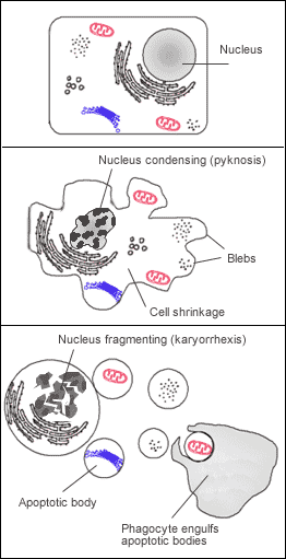 Efferocytosis - Wikipedia