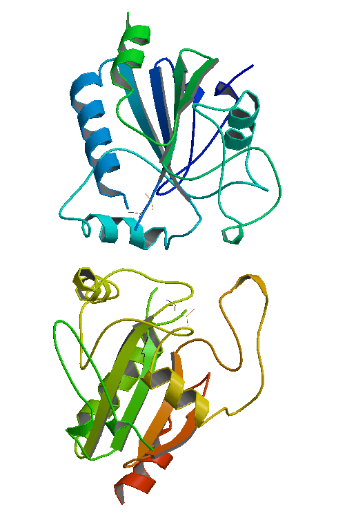 Peroxidase - Wikipedia