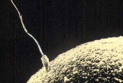 Sperm - Wikipedia