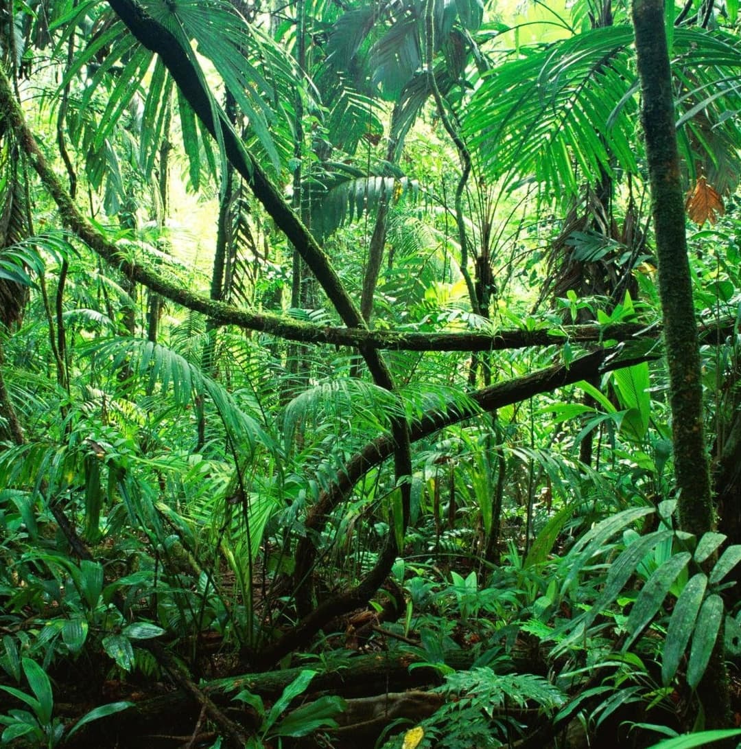 Rainforest - Wikipedia