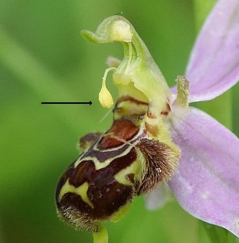 Autopollinisation — Wikipédia