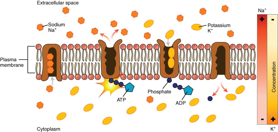 Transport protein - Wikipedia
