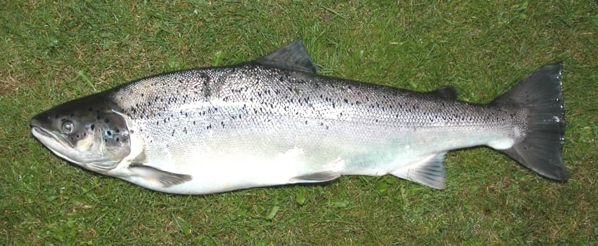 Sea trout - Wikipedia