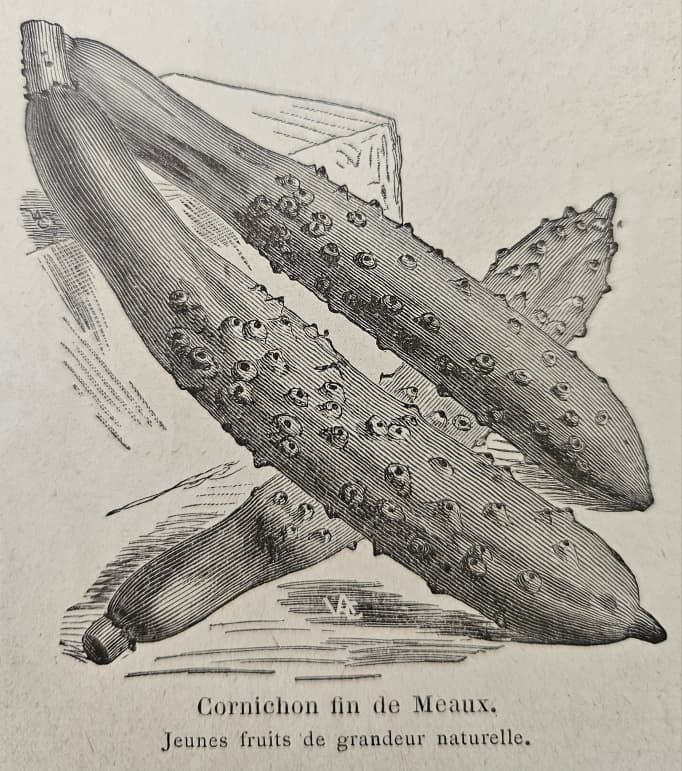 Cornichon — Wikipédia