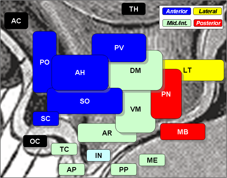Ventromedial nucleus of the hypothalamus - Wikipedia