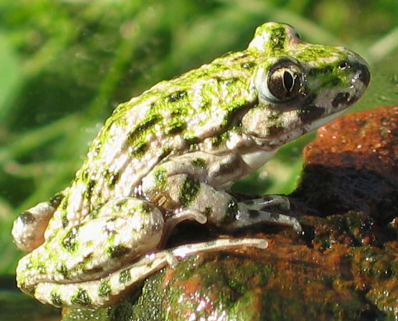 Lissamphibia — Wikipédia