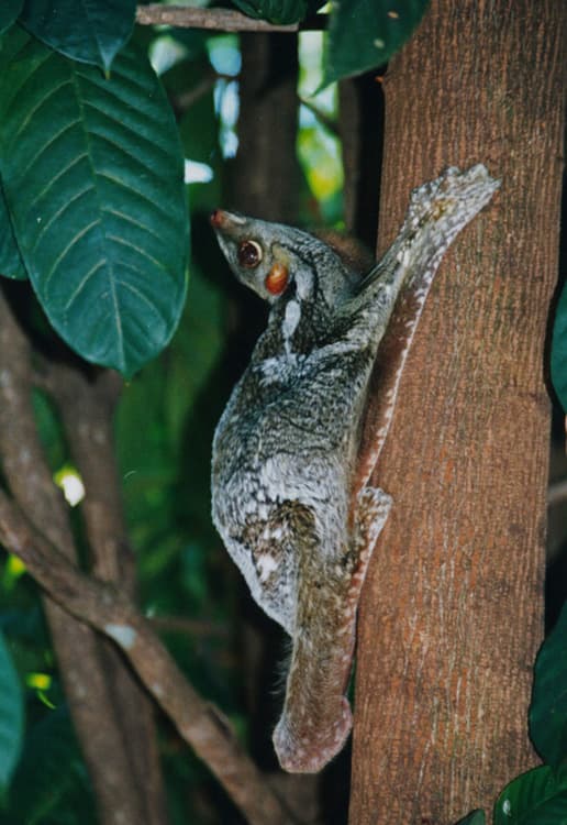 Euarchontoglires — Wikipédia