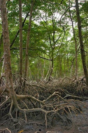 Mangrove — Wikipédia