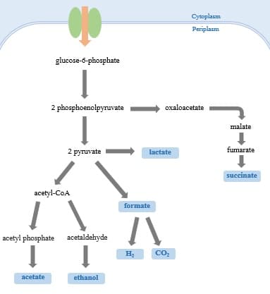 Mixed acid fermentation - Wikipedia
