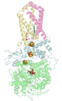 Succinate-déshydrogénase — Wikipédia
