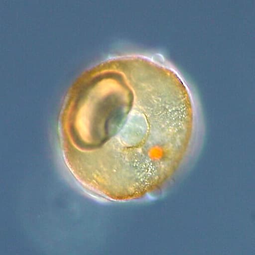 Protozoaire — Wikipédia