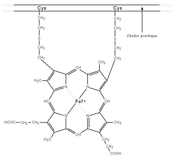 Cytochrome — Wikipédia
