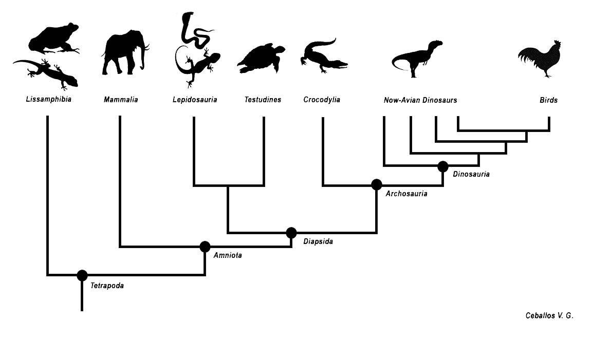 Mammalia (classification phylogénétique) — Wikipédia