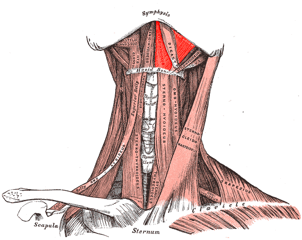 Mylohyoid muscle - Wikipedia