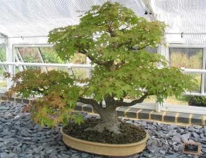 Bonsaï — Wikipédia