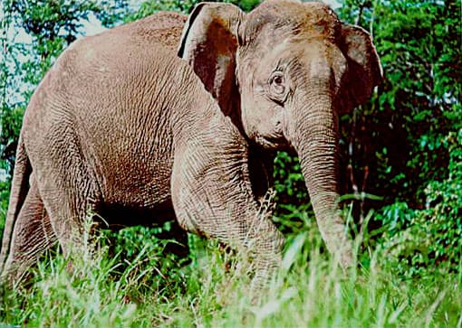 Éléphant de Bornéo — Wikipédia