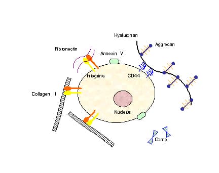 Chondrocyte — Wikipédia