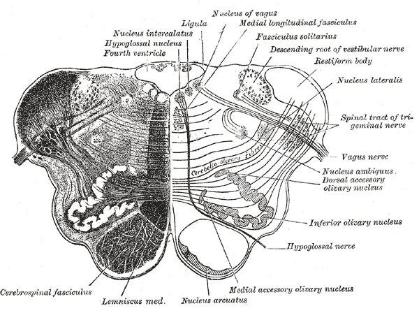Nucleus ambiguus - Wikipedia