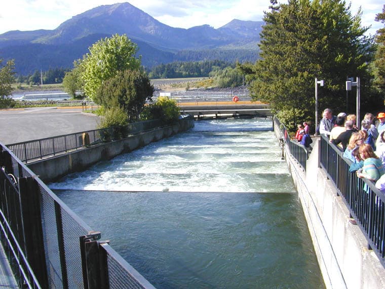 Fish ladder - Wikipedia
