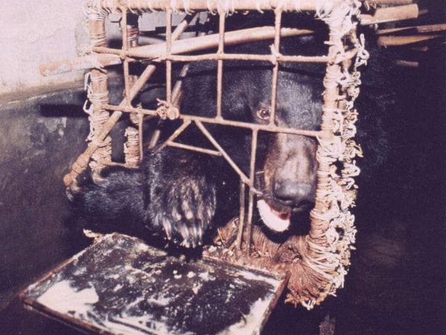 Bile bear - Wikipedia